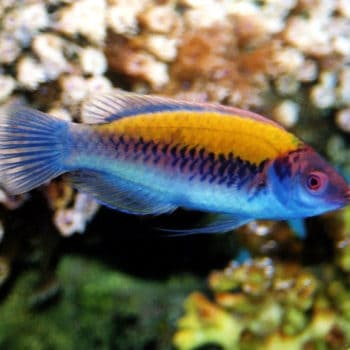 Cirrhilabrus aurantidorsalis -0