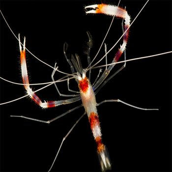 Stenopus hispidus -Banded boxer shrimp-M