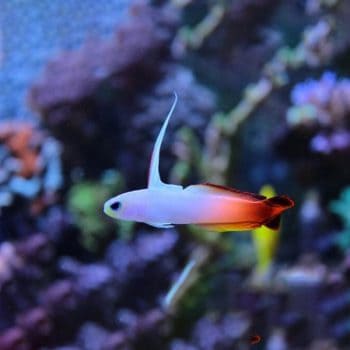 Nemateleotris magnifica