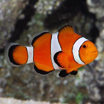 Amphiprion percula M - Orange Percula Clownfish