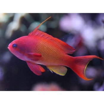 Pseudanthias squamipinnis Male-0