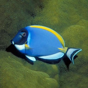 Acanthurus Leucosternon (m)