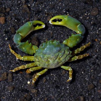 Mithrax sculptus M - Emerald Crab