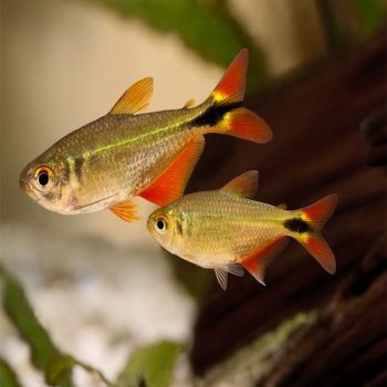 Hyphessobrycon anisitsi - Buenos Aires Tetra
