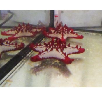 Protogaster linckii-0