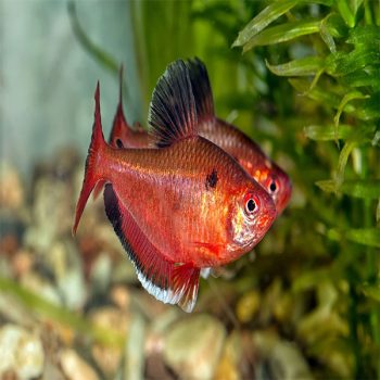 Hyphessobrycon eques -Serpae Tetra