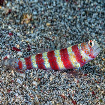 Amblyeleotris wheeleri M - Gorgeous Prawn Gob