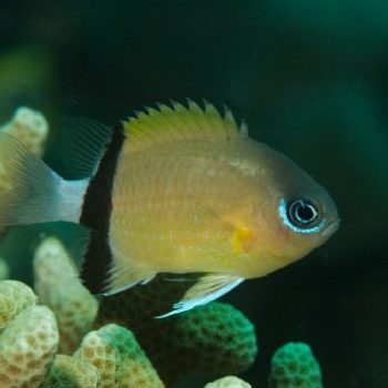 Chromis retrofasciata-0