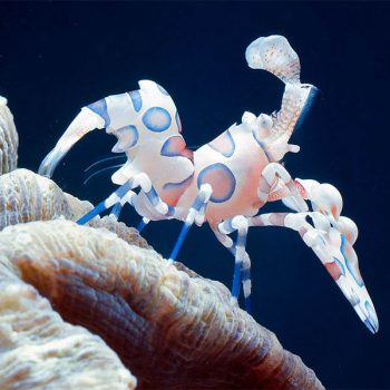 Hymenocera picta - Harlequin Shrimp