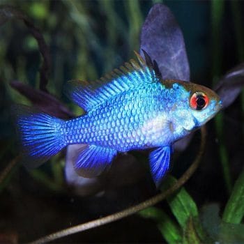 Mikrogeophagus ramirezi - Electric Blue Ram