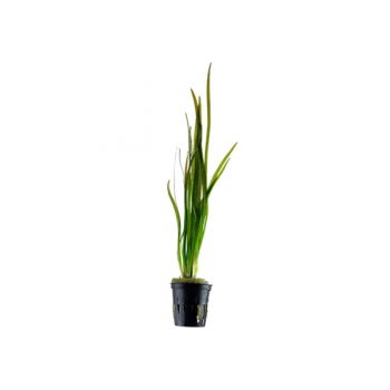 Tropica Vallisneria Spiralis "Tiger"