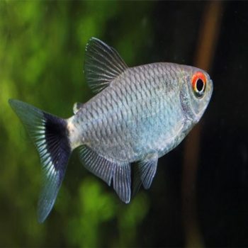 Moenkhausia sanctaefilomenae - Red Eye Tetra