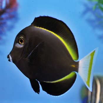 Acanthurus nigricans M - Whitecheek Surgeonfish