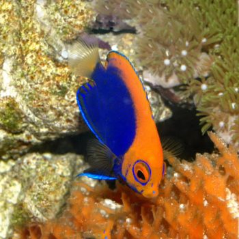 Centropyge Acanthops-0