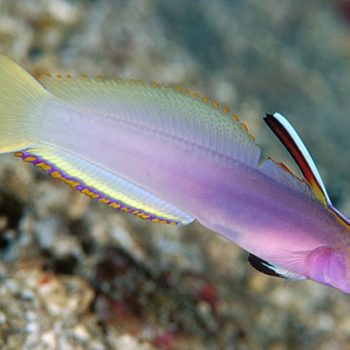 Nemateleotris Helfrichi-0