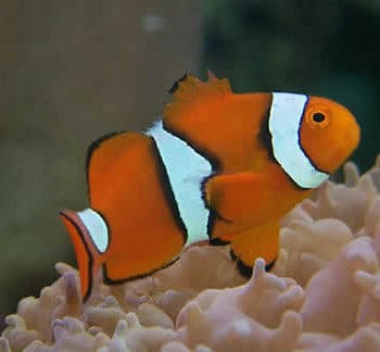 Amphiprion Percula 2-3cm-0