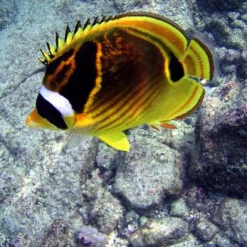 Chaetodon lunula S-0