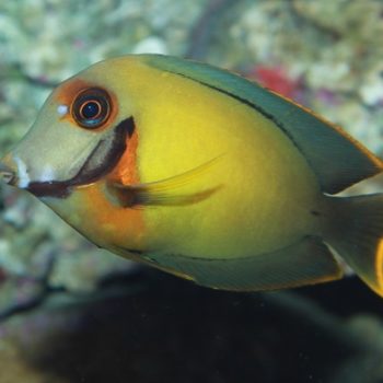 Acanthurus Pyroferus-0