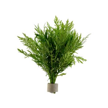 Tropica Hygrophila Difformis