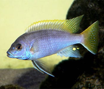 Pseudotropheus Acei - Grade A-0