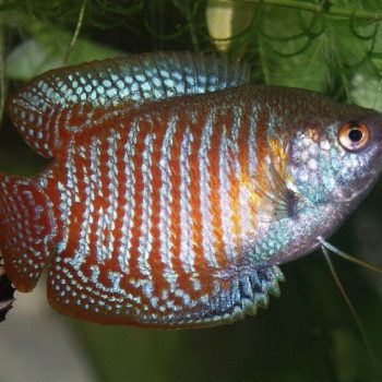 Dwarf gourami-0