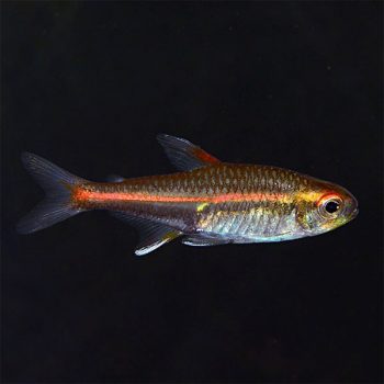 Hemigramus erythrozonus-Glow Light Tetra 2.2 cm
