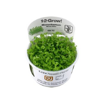 Tropica Micranthemum tweediei 'Monte Carlo' 1-2-Grow!