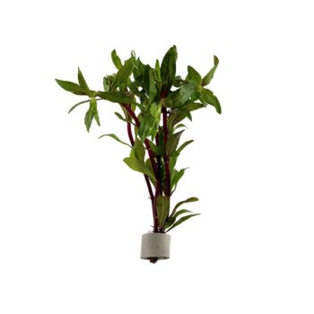 Tropica Limnophila Aromatica