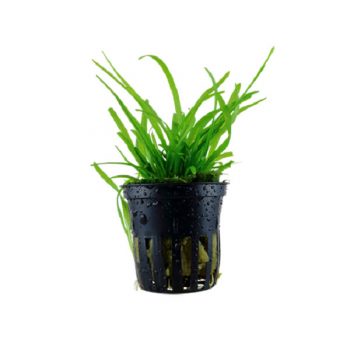 Tropica Sagittaria Subulata