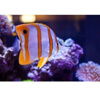 Chelmon Rostratus (m)-0