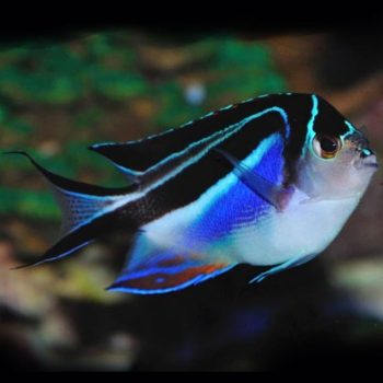 Genicanthus bellus female - Ornate angelfish M
