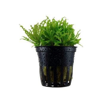 Tropica Pogostemon Helferi