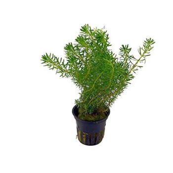 Tropica Rotala Wallichii