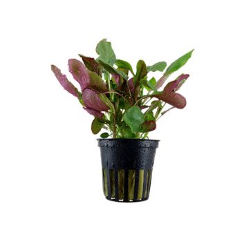 Tropica Lobelia Cardinals