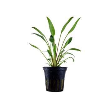 Tropica Cryptocoryne X Willisii Potted