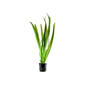 Tropica Vallisneria Gigantea