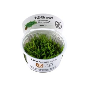 Tropica vesicularia ferrei Weeping Moss 1-2 Grow!