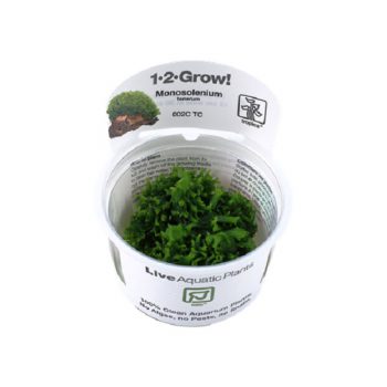 Tropica Monosolenium Tenerum 1-2 Grow!