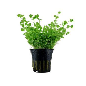 Tropica Micranthemum Umbrosum