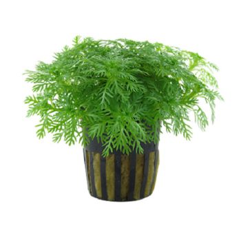 Tropica Hottonia Palustris