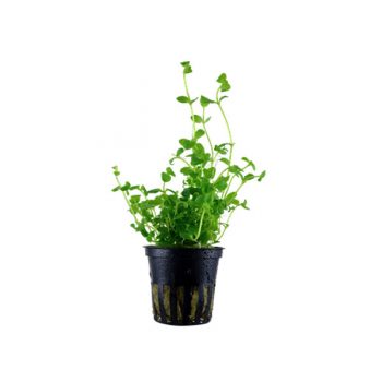 Tropica Bacopa Australis