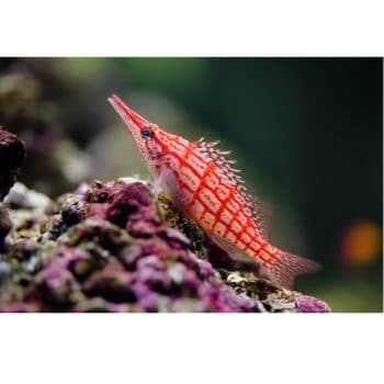 Oxycirrhites typus-0