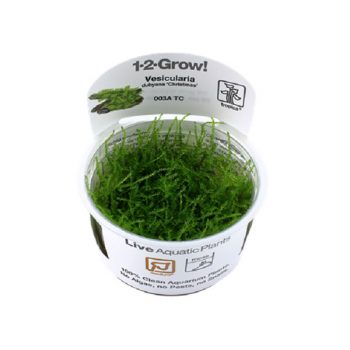 Tropica Vesicularia montagnei 'Christmas' 1-2 Grow!