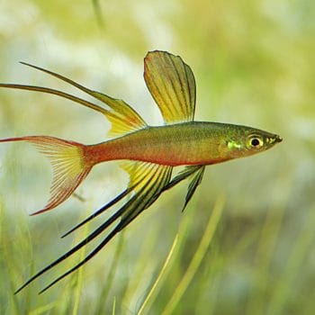 Iriatherina werneri-0