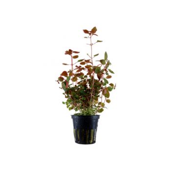 Tropica Ludwigia palustris 'Super Red'potted