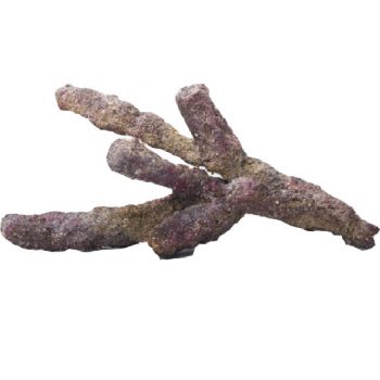 Caribsea - Liferock Belize Branch