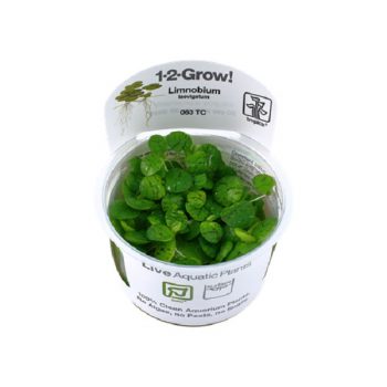 Tropica Limnobium Laevigatum 1-2 grow
