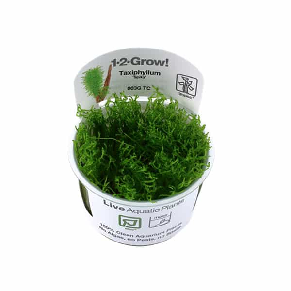 Tropica Taxiphyllum "Spiky" 1-2 Grow! 1 Tropica Taxiphyllum "Spiky" 1-2 Grow!