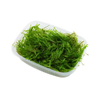 Tropica Vesicularia Ferriei Weeping Moss Portion