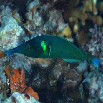 Gomphosus caeruleus Green Male - Green Birdmouth Wrasse